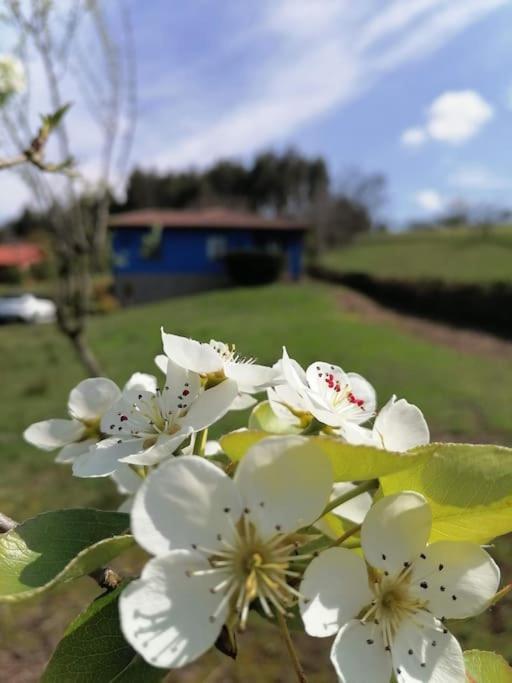 La Casa Azul De Lua Un Lugar Magico Villa Juncedo Eksteriør bilde